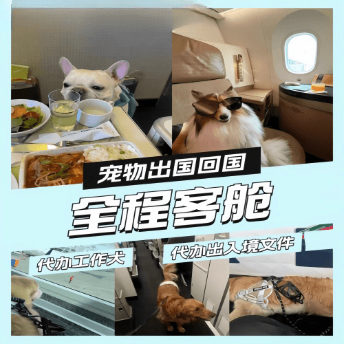 温州市宠物托运到白俄罗斯宠物入境规定和要求